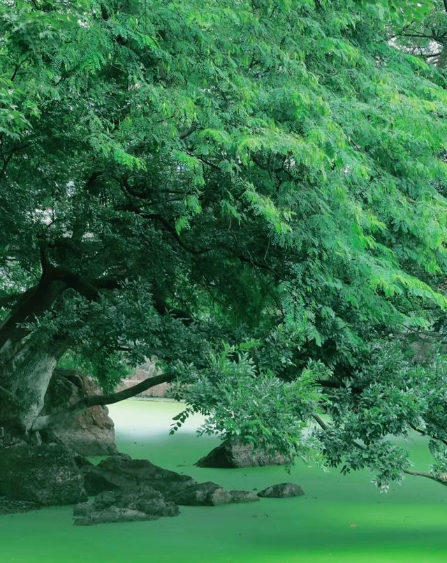 廣東中山公園｜此生難以忘懷的唯美風景