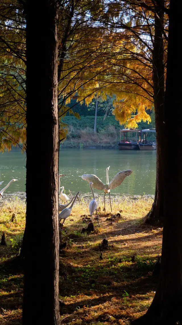 Highlight of Yinhu Lake Guide: Spend a full day on both sides