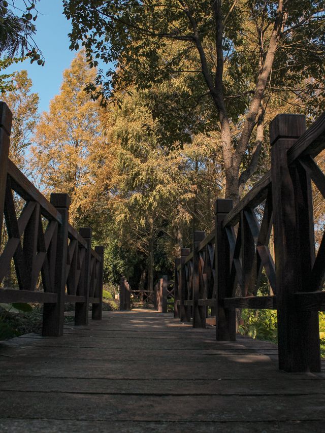 福州閩江公園南園賞秋正當時