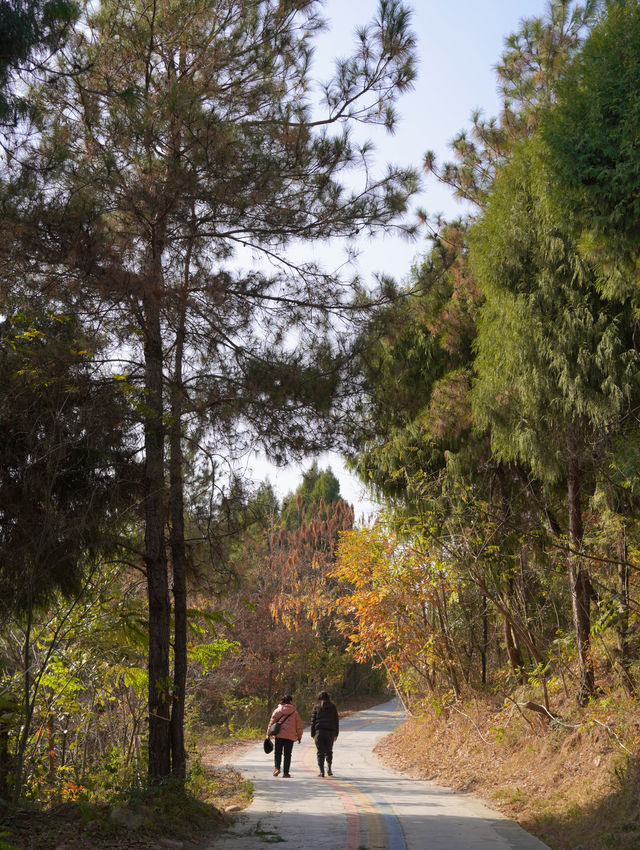 綿陽近郊免費寶藏森林公園