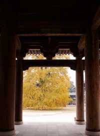 為了這顆900年的銀杏樹，二刷濮院古鎮