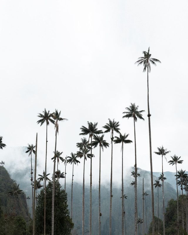 🌟 Cocora Valley: Colombia's Natural Marvel 🌴