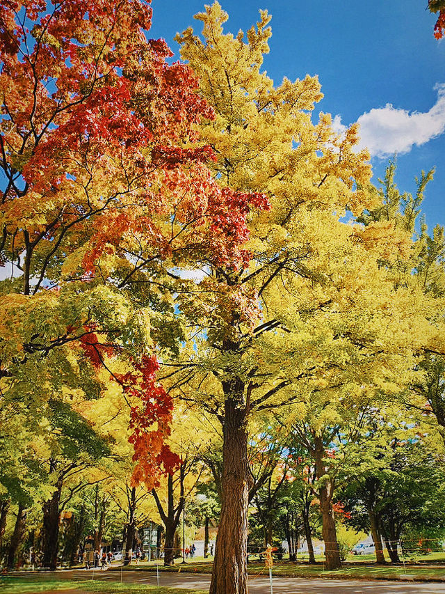 秋色有多美？來北海道大學看場色彩斑斕大戲吧！