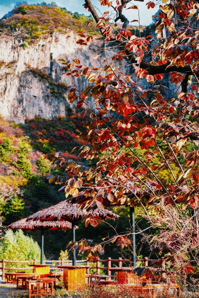 可能是莊裡最輕鬆的賞紅葉方式了定位：平山沕沕水空中畫