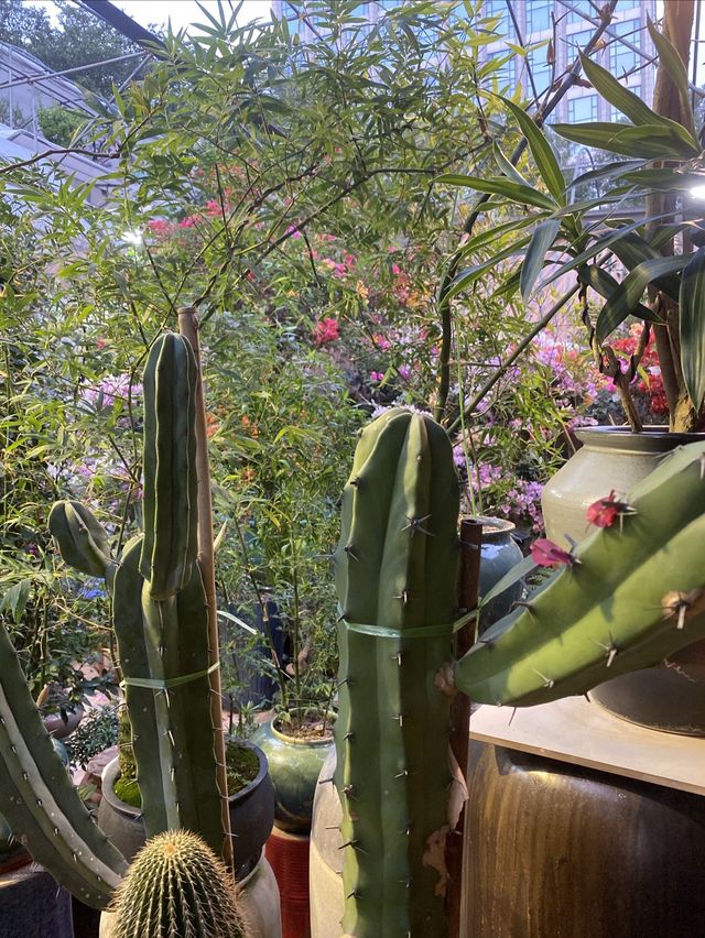 小鎮的楓樹