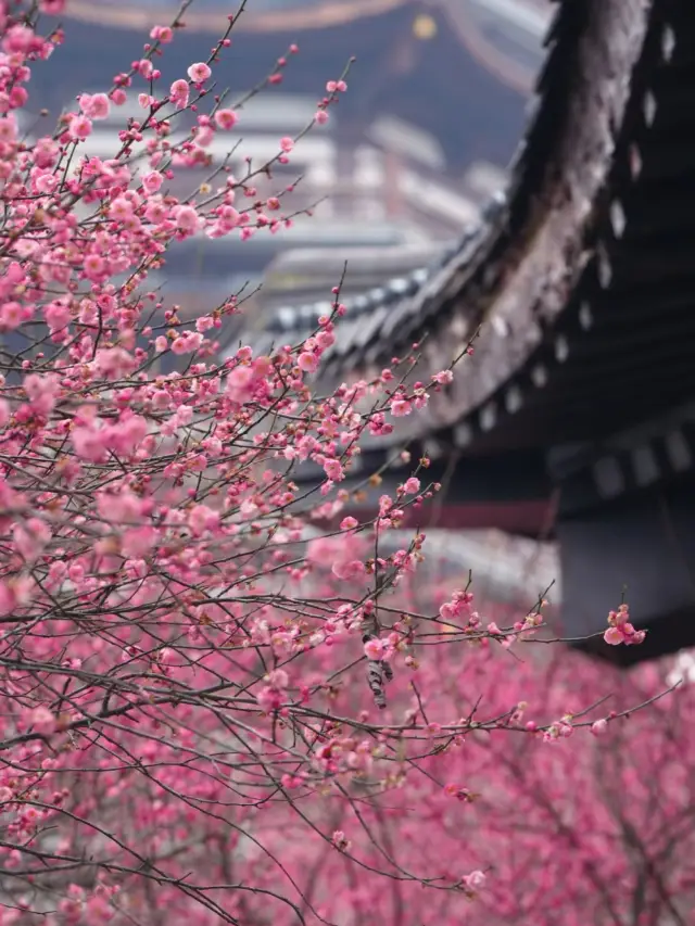 Day and night of the Egret Tower / The most beautiful Yanghu Lake plum blossom scenery