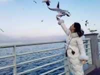 誰還沒有來昆明海埂大壩餵海鷗？