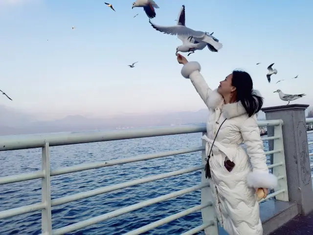 誰がまだ昆明の海埂大ダムでカモメに餌をやっていないのですか？