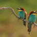 PhoenixSerenade_76