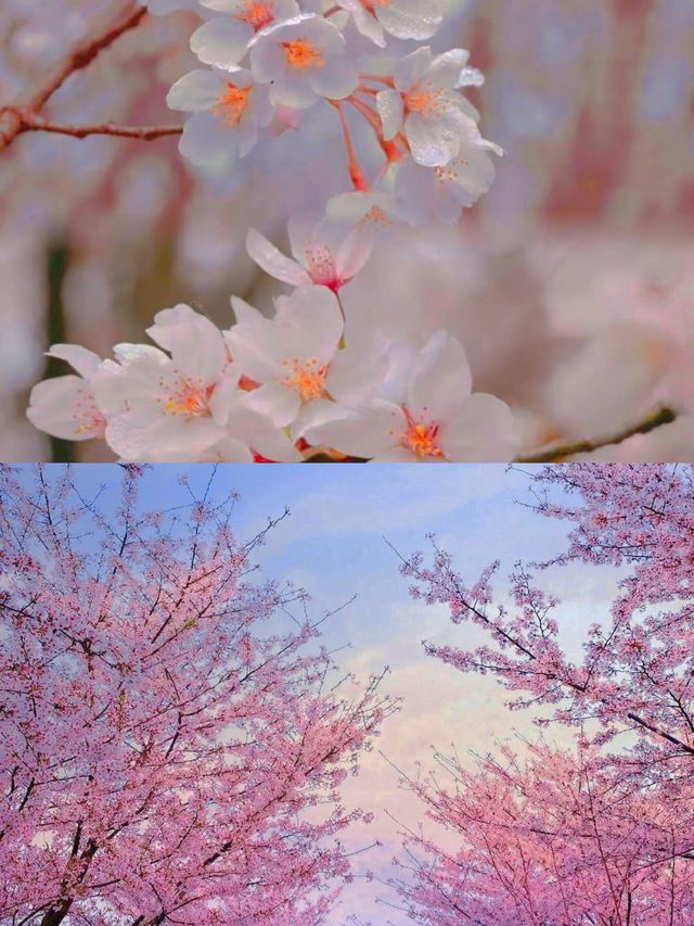 貴州櫻花3月盛開，提前做好攻略!美爆了