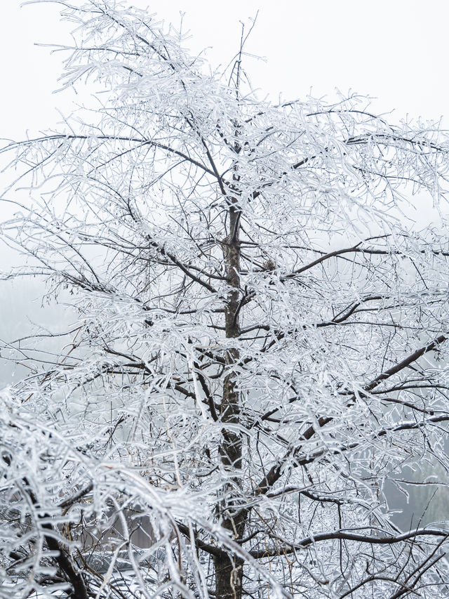 浙江的冰雪世界，我在缙云找到超美「魯冰花」