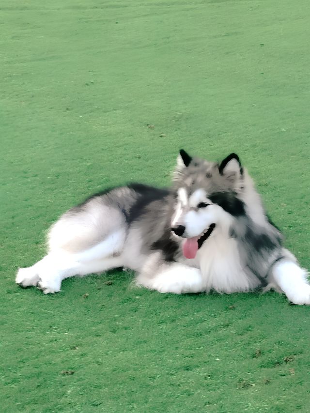 龍巖|紫金山花海公園