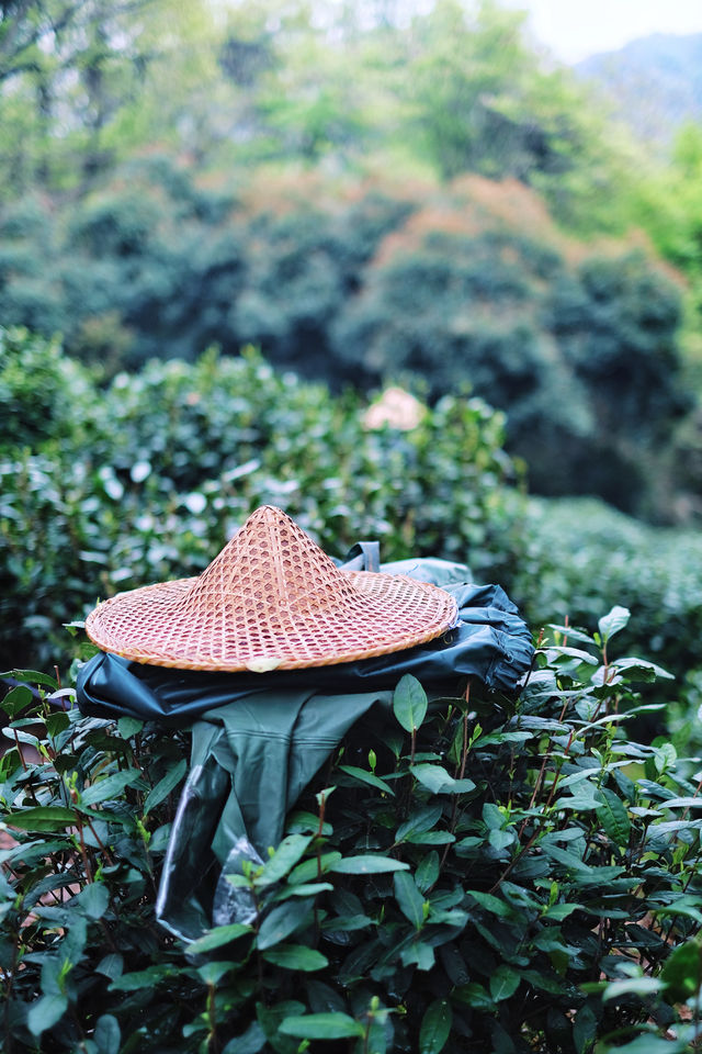 比起龍井村，我更愛來梅家坞吃茶嚐農家菜