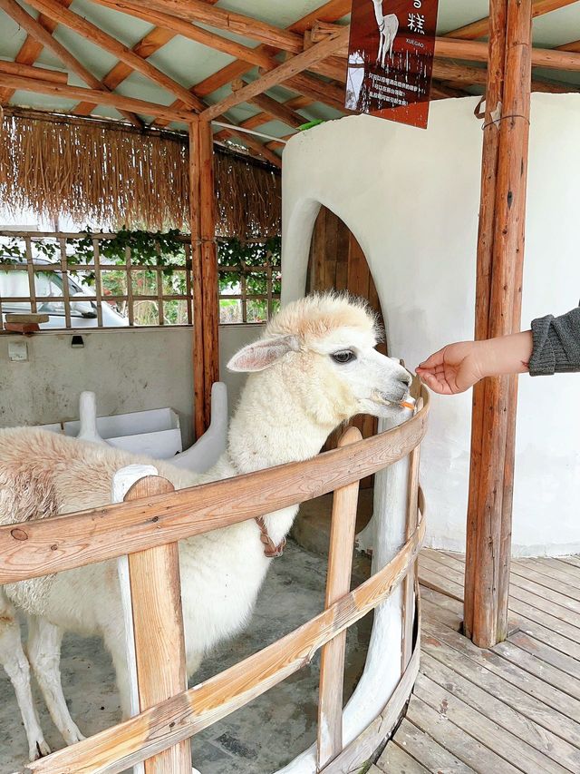 在陽朔橘白民宿和小動物來場親密接觸