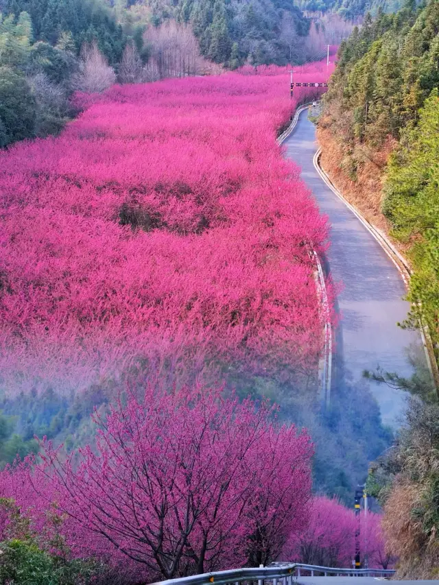 杭州米積村 | 千畝紅色櫻花秘境免費賞！！
