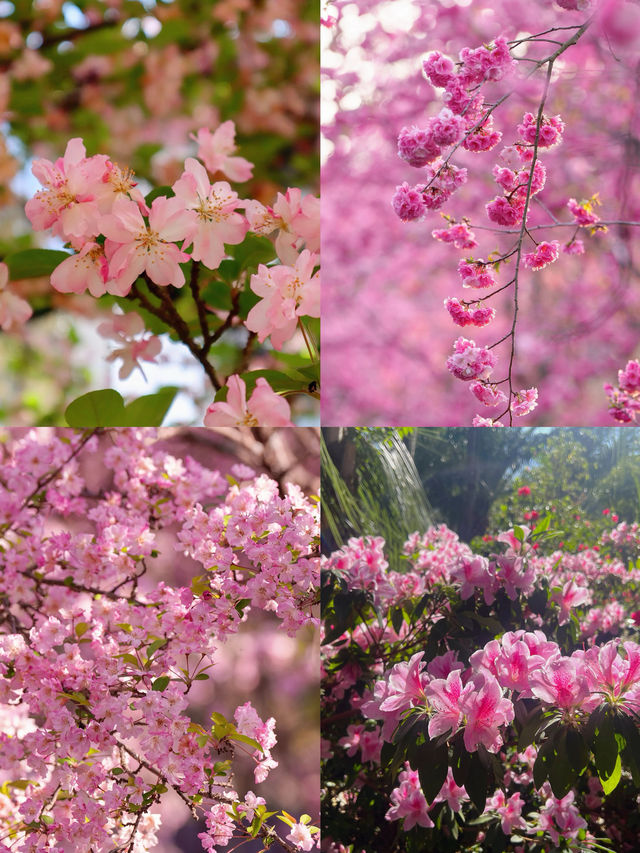 豐澤源植物園，滿足了春天的所有幻想