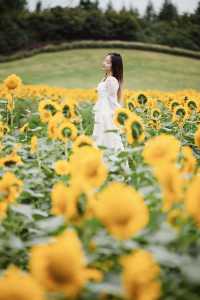 🌻The sunflower's final blooming period❗️Miss it and wait a year❗️