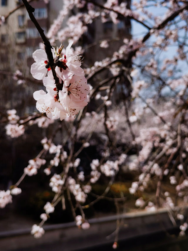 人少景美 二道沟山桃花賞花正當時