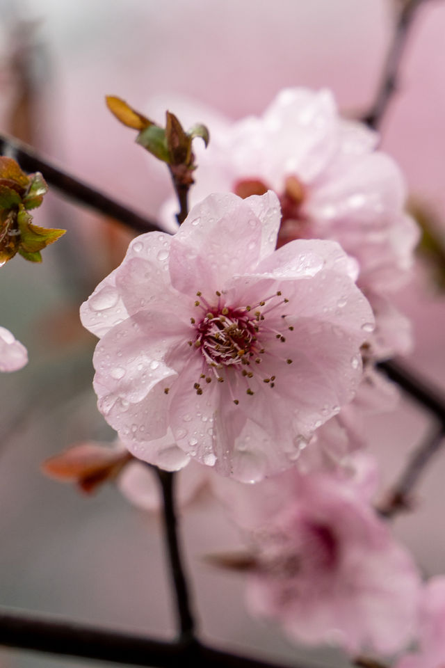 煙花三月，被「揚州」美翻！