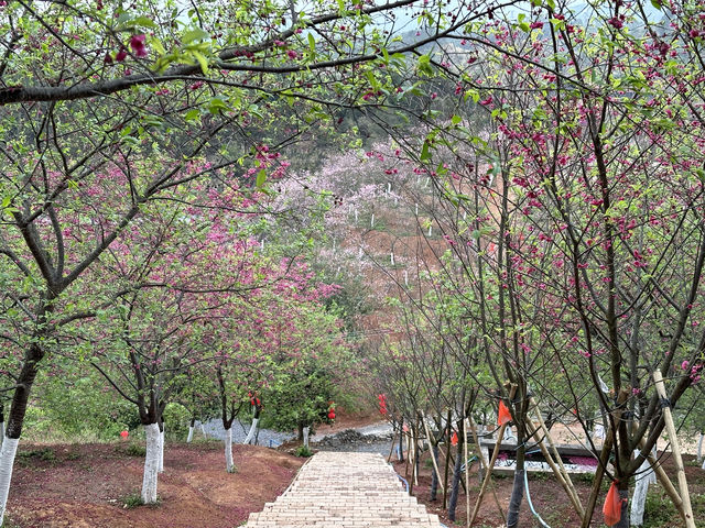 櫻花開在春天裡，免費賞櫻打卡地