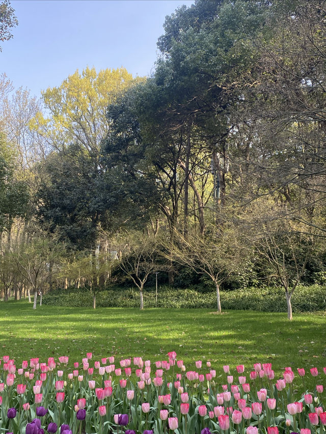 西湖賞花地圖，我已滾瓜爛熟