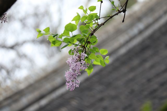 怡園的優雅貓與香氣襲人的丁香花