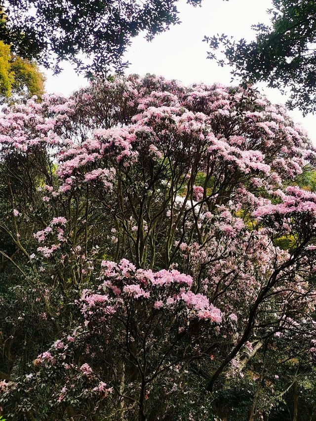 梧桐山毛棉杜鹃花開成海