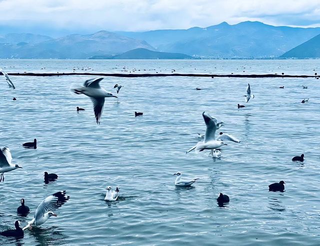 冬日下的洱海