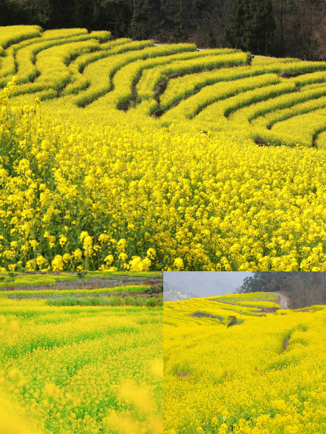 川南最早的油菜花開好啦——宜賓