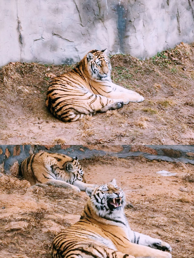 西霞口神雕山野生動物園保姆式攻略……