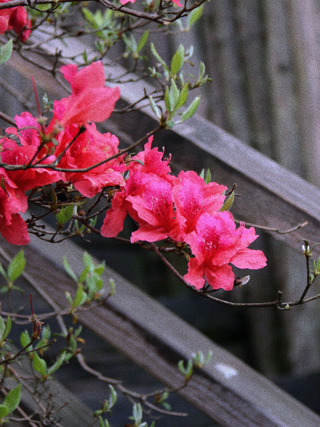 人間四月天，麻城看杜鵑--來賞花呀！