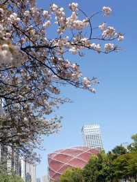 A Stroll Down Wuchang's Egret Street 🍎🌸