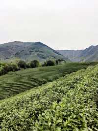 安吉白茶觀景平台，茶海山嶺絕美交匯