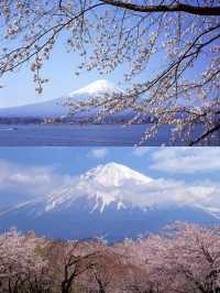 富士山賞櫻花