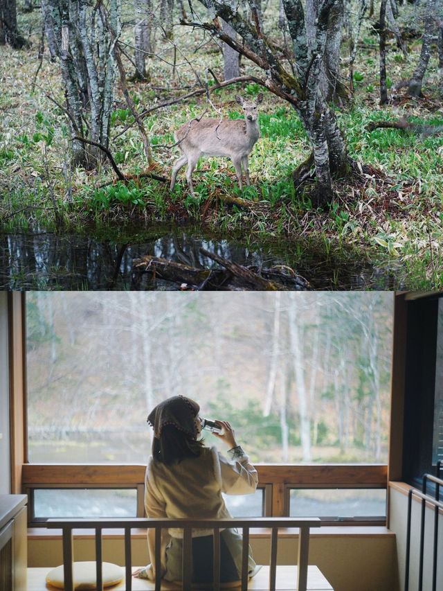 林深時見鹿，北海道釧路遊玩指南