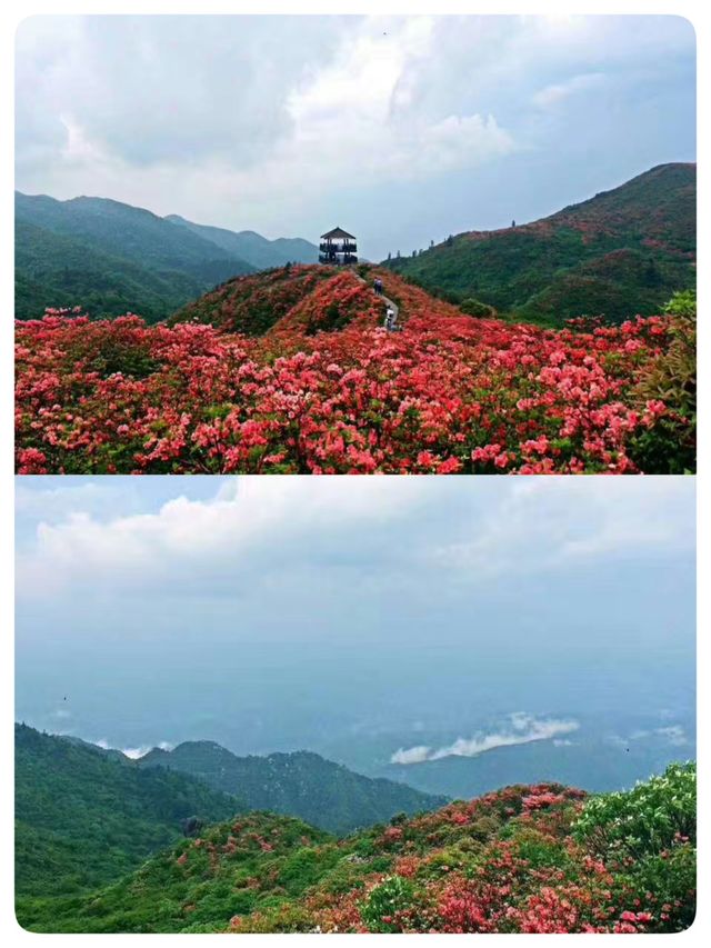 瀏陽｜賞杜鵑花的秘密仙境｜大圍山國家森林公園