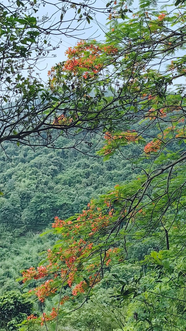 銀湖山郊野公園徒步