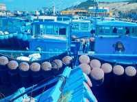 【墾丁海邊觀光】春季好去處後壁湖郊遊享受鮮魚美食