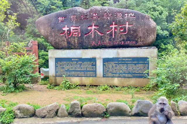 桐木關位於福建省武夷山市桐木村，是福建與江西的省界關隘，被譽為武夷山八大雄關之一