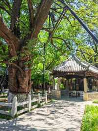自駕魯中川藏線，去青州范公亭公園