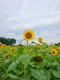 夏日醉美向日葵~蘇州灣體育公園