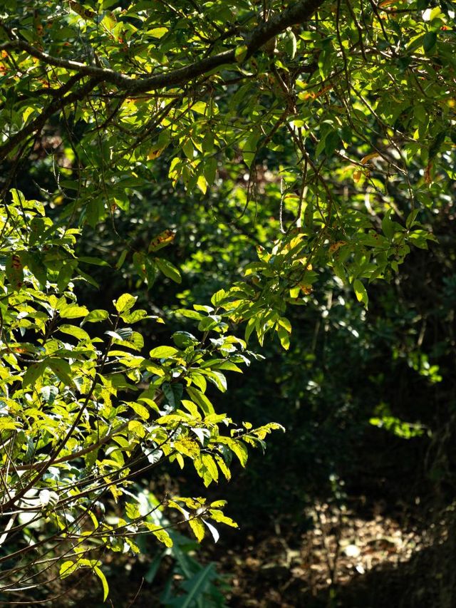 🌲 Shenzhen's Secret Mountain Retreat 🏡🌄 #SlowLifeSanctuary 🌲 Shenzhen's Secret Mountain Retreat 🏡🌄 #SlowLifeSanctuary