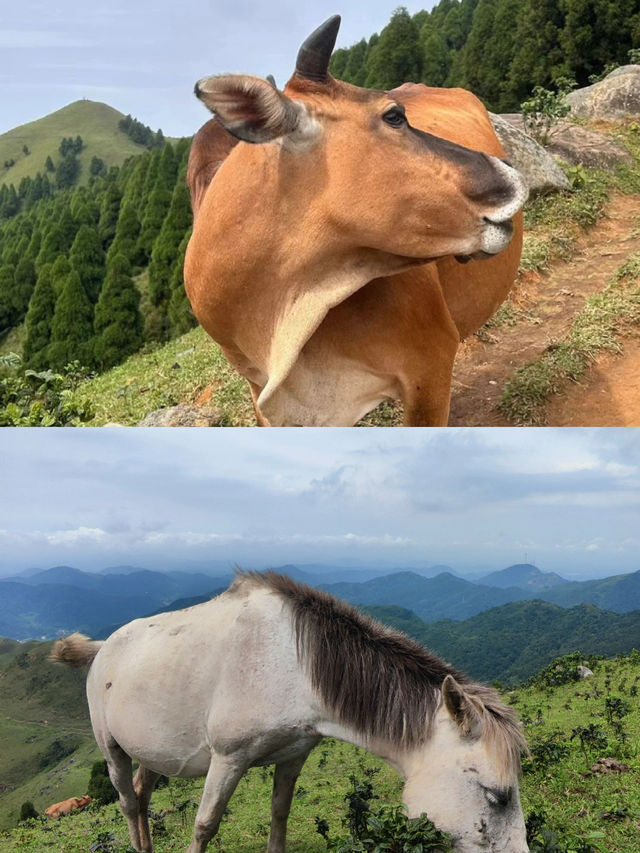 At the summit of the 65 peak, the wind blows, and everything is just perfect!