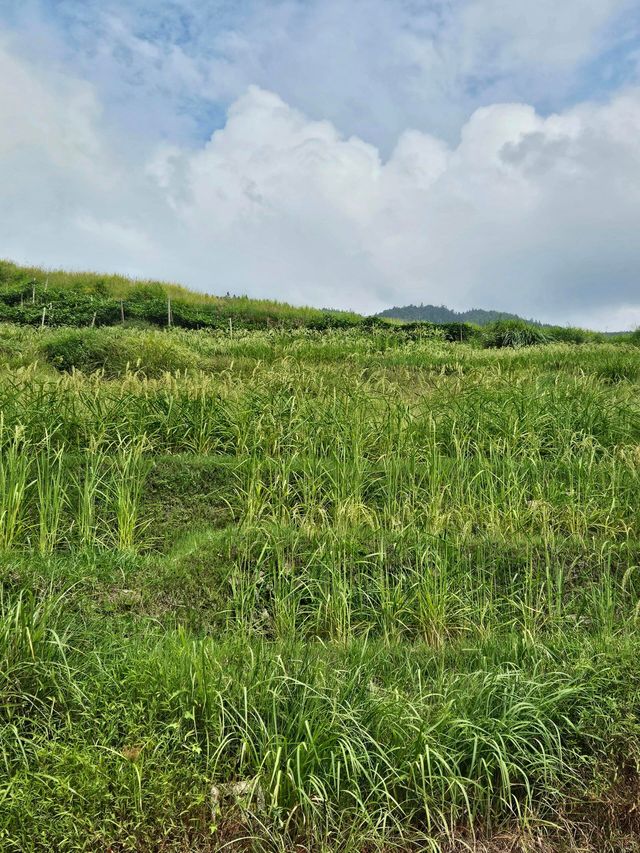 福建聯合梯田｜梯田賞金黃麥田。