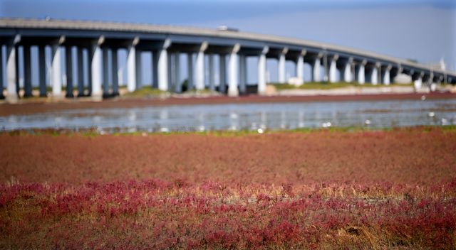 中國最北海岸線旁的「紅色海灘」。