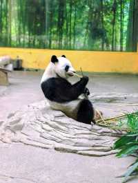 浙江省杭州市野生動物世界︱一次與自然精靈的親密接觸。