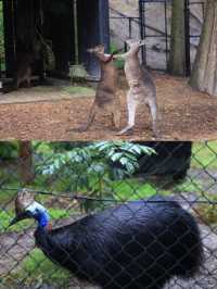 澳大利亞·悉尼  爬行動物公園遊玩攻略。