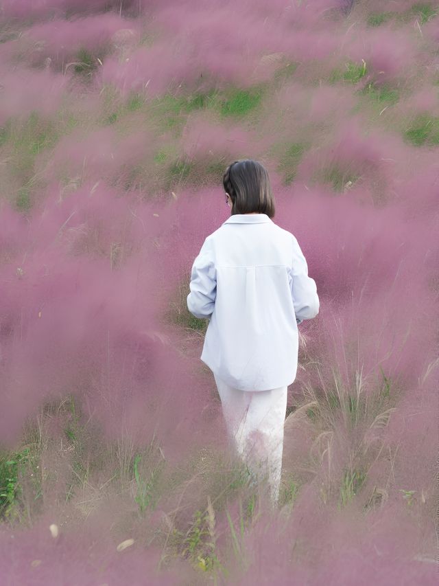 上海秋日限定濱江公園粉黛子草海賞花攻略。