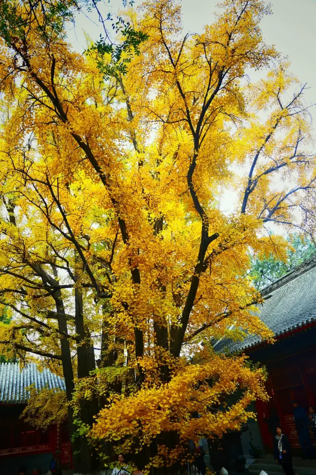 Photos: 700-Year-Old Ginkgo Tree in Beijing Turns Golden!