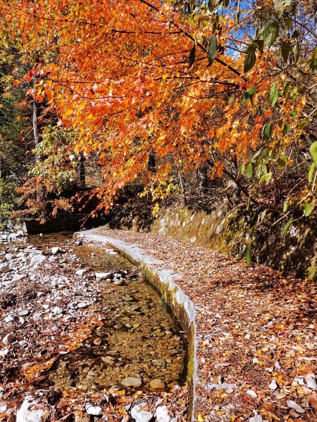 西安朱雀國家森林公園|我在秦嶺之巔等你。 西安朱雀國家森林公園|我在秦嶺之巔等你。